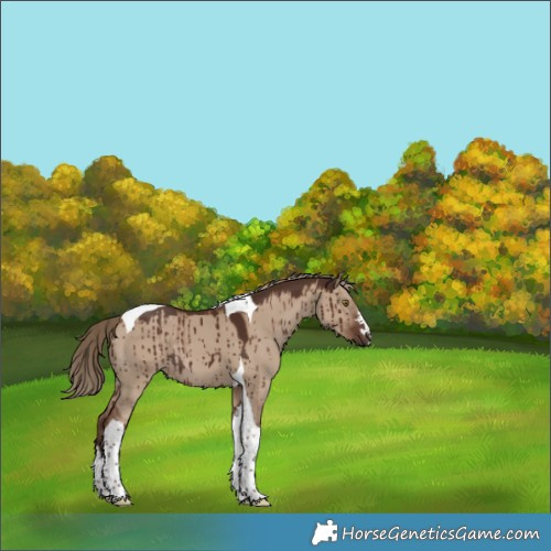 Horse Color:Liver Red Dun Tobiano Rabicano Brindle