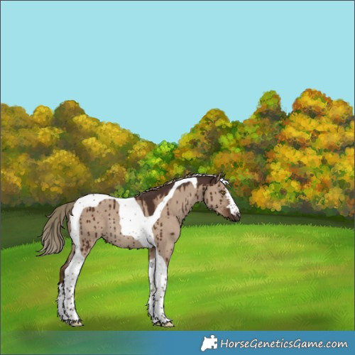 Horse Color:Liver Red Dun Tobiano Rabicano Brindle 