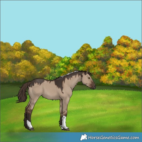 Horse Color:Liver Red Dun Tobiano Rabicano 