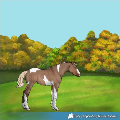 Horse Color:Liver Red Dun Tobiano Rabicano Brindle 