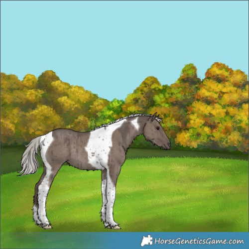Horse Color:Silver Grullo Tobiano Rabicano Brindle 