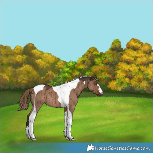 Horse Color:Liver Red Dun Tobiano Rabicano Brindle