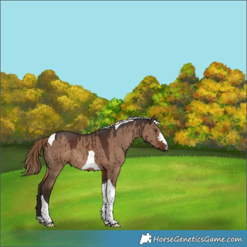 Horse Color:Liver Red Dun Tobiano Rabicano Brindle