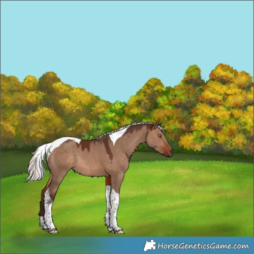 Horse Color:Silver Brown Dun Tobiano Rabicano