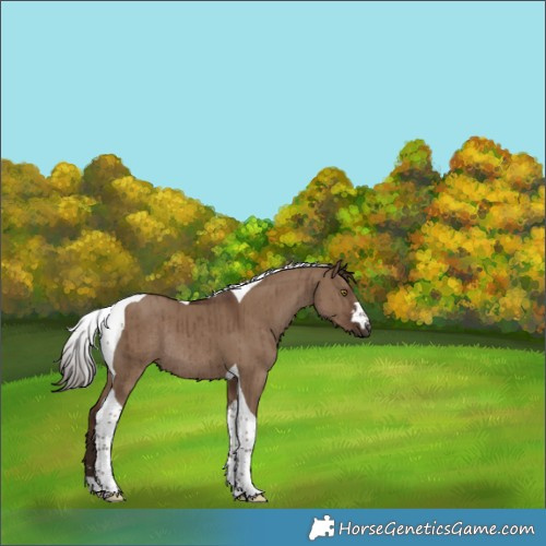 Horse Color:Liver Red Dun Tobiano Rabicano Brindle 