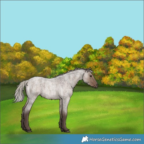 Horse Color:Silver Grullo Roan Rabicano Brindle 