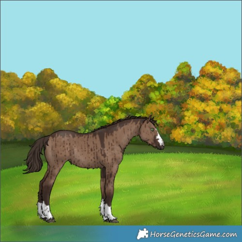 Horse Color:Liver Red Dun Rabicano Brindle 