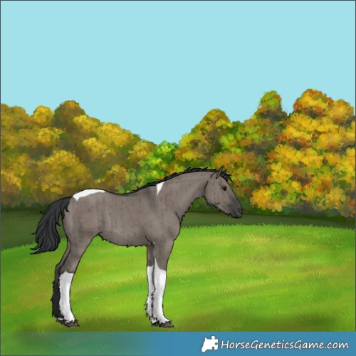 Horse Color:Grullo Tobiano Rabicano Brindle 