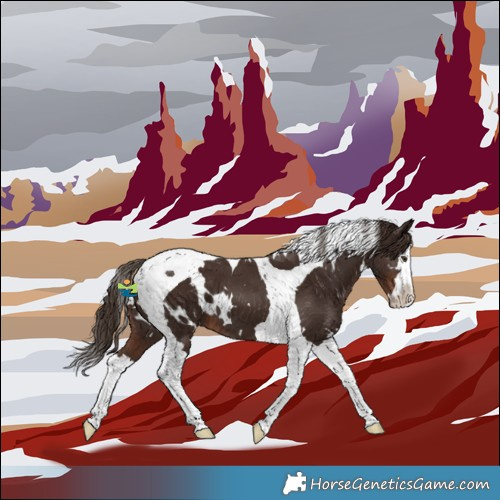 Horse Color:White Spotted Liver Chestnut Splash Tobiano