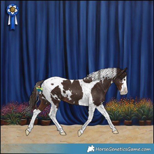 Horse Color:White Spotted Liver Chestnut Splash Tobiano