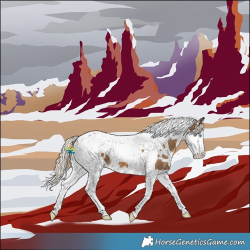 Horse Color:White Spotted Chocolate Palomino Splash Tobiano 