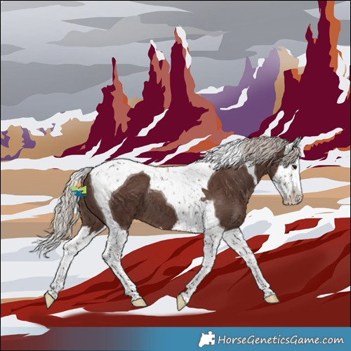 Horse Color:Silver Black Splash Tobiano 