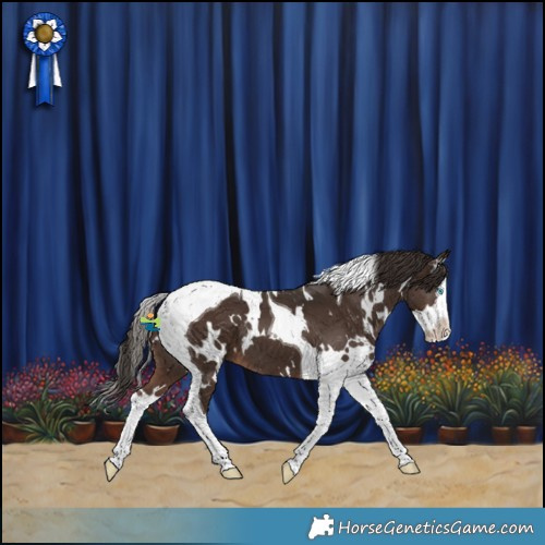 Horse Color:White Spotted Liver Chestnut Splash Tobiano 