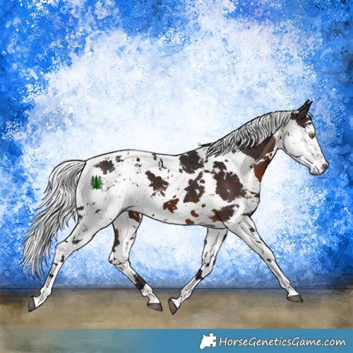 Horse Color:White Spotted Brown Harlequin Merle Tobiano 