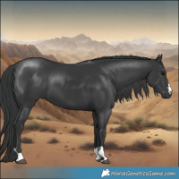 Horse Color:Black 