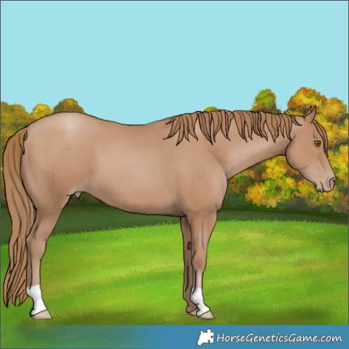 Horse Color:Black Pearl 