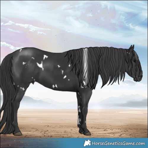 Horse Color:White Spotted Black 