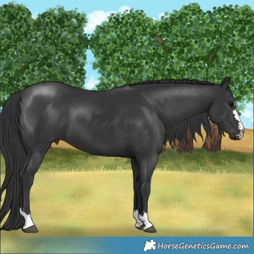 Horse Color:Black
