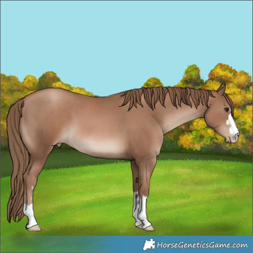 Horse Color:Black Pearl