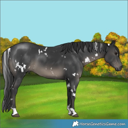 Horse Color:White Spotted Black