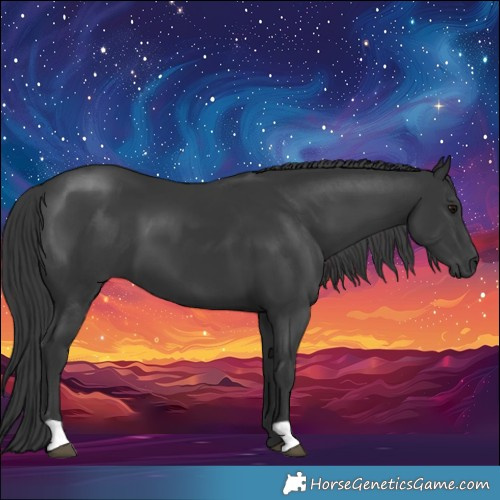 Horse Color:Black 