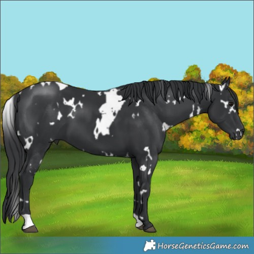 Horse Color:White Spotted Black 