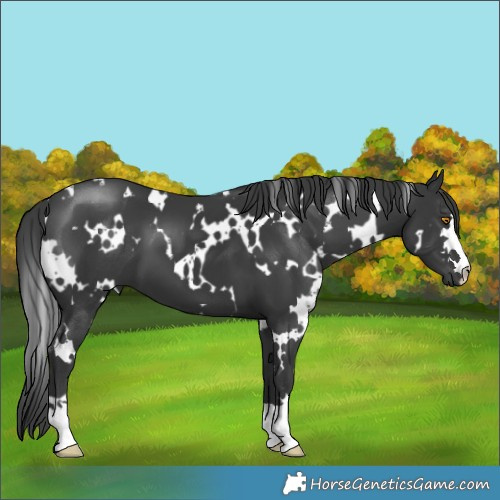 Horse Color:White Spotted Black 