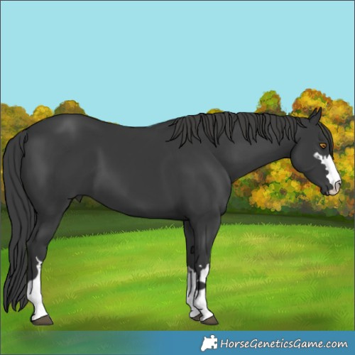 Horse Color:Black 