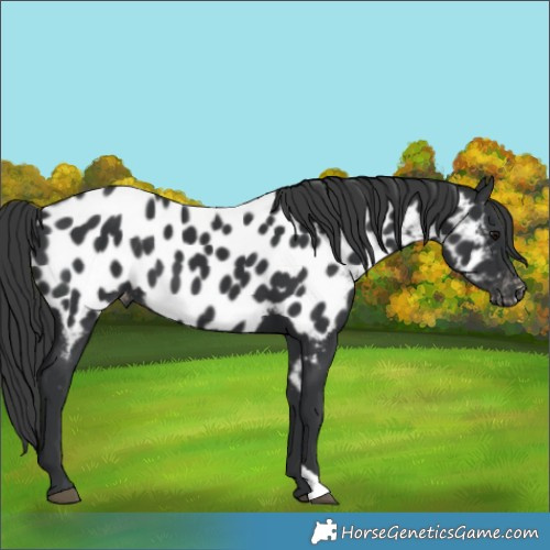 Horse Color:Black Appaloosa 