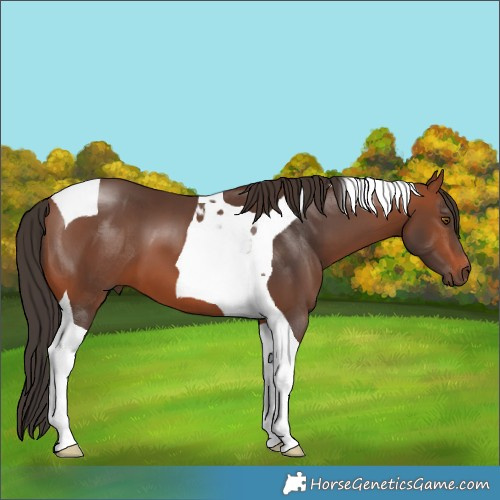 Horse Color:Bay Tobiano 
