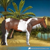 Horse Color:Bay Tobiano 