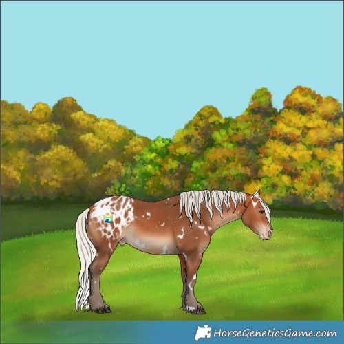 Horse Color:White Spotted Silver Bay Appaloosa 