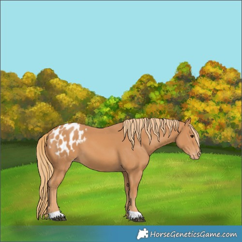 Horse Color:Chestnut Appaloosa