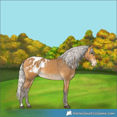 Horse Color:Silver Buckskin Appaloosa 