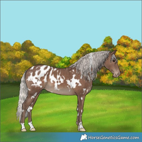 Horse Color:White Spotted Silver Black Appaloosa 