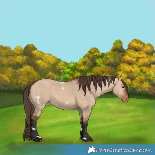 Horse Color:White Spotted Bay Dun Appaloosa 