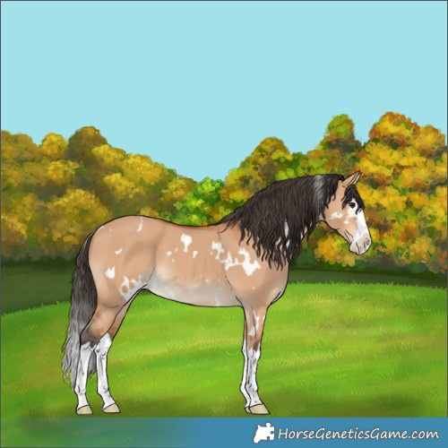 Horse Color:White Spotted Bay Dun Splash 