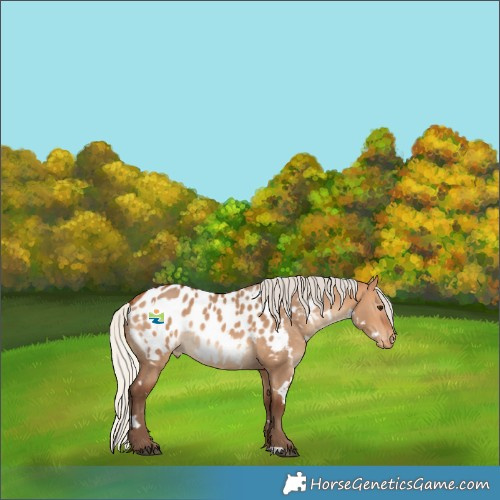 Horse Color:White Spotted Silver Bay Dun Appaloosa 