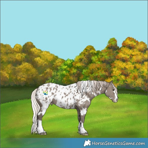 Horse Color:White Spotted Silver Grullo Appaloosa 