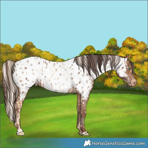 Horse Color:Gold Cream Champagne Appaloosa and Sable Champagne Appaloosa