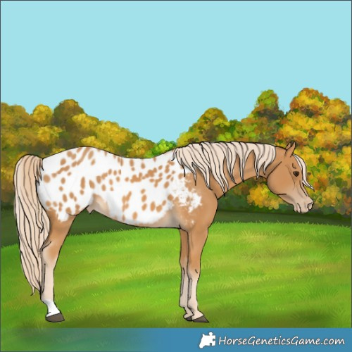 Horse Color:Palomino Appaloosa 