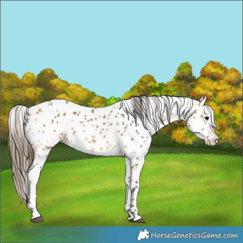 Horse Color:Buckskin Appaloosa