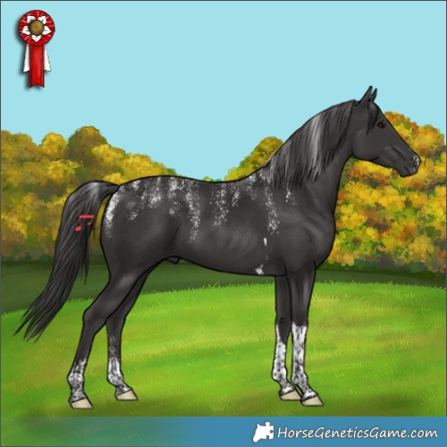 Horse Color:Powder White Smoky Black Tobiano