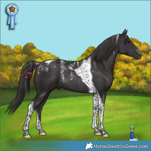Horse Color:Powder White Smoky Black Tobiano Rabicano