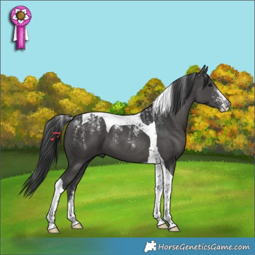 Horse Color:Powder White Black Tobiano 