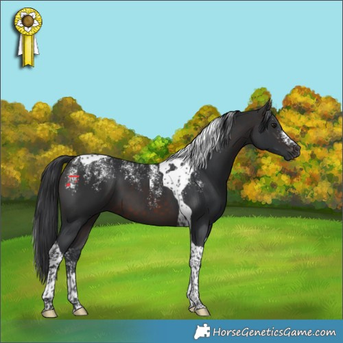 Horse Color:Powder White Brown Tobiano 