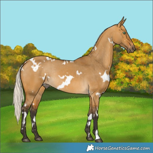 Horse Color:Gray White Spotted Silver Buckskin Dun Appaloosa Rabicano 