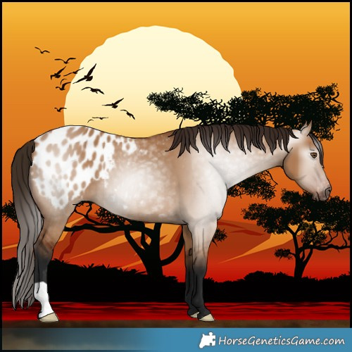 Horse Color:Gray Bay Dun Blanket 