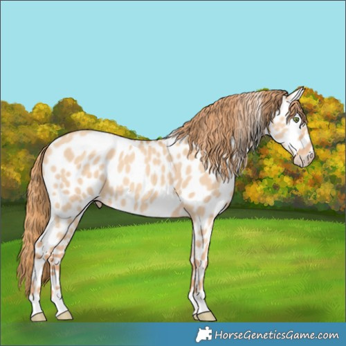 Horse Color:Gold Champagne Dun Appaloosa 