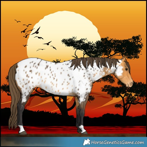 Horse Color:Buckskin Near Leopard 